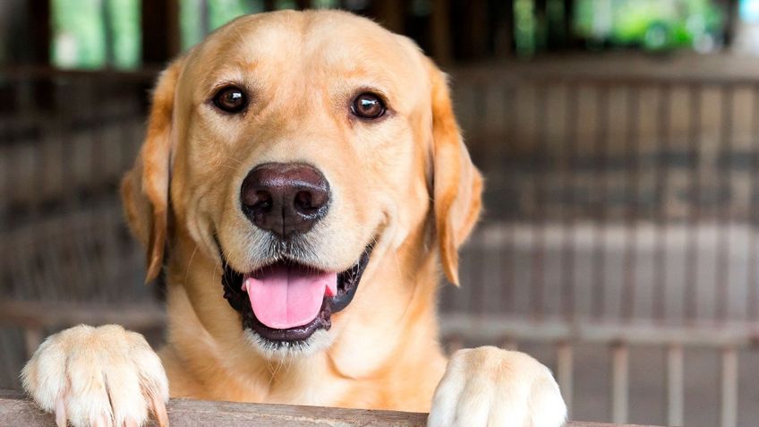 Perro se convierte en HÉROE tas rescatar a un CACHORRO que cayó por accidente a una piscina | VIDEO VIRAL