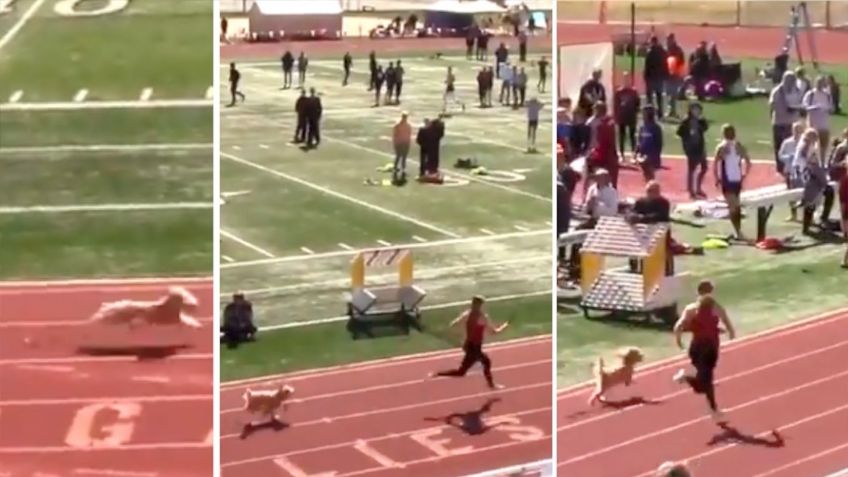 PERRITA con alma de Usain Bolt compite en CARRERA FEMENINA de velocidad y gana: VIDEO