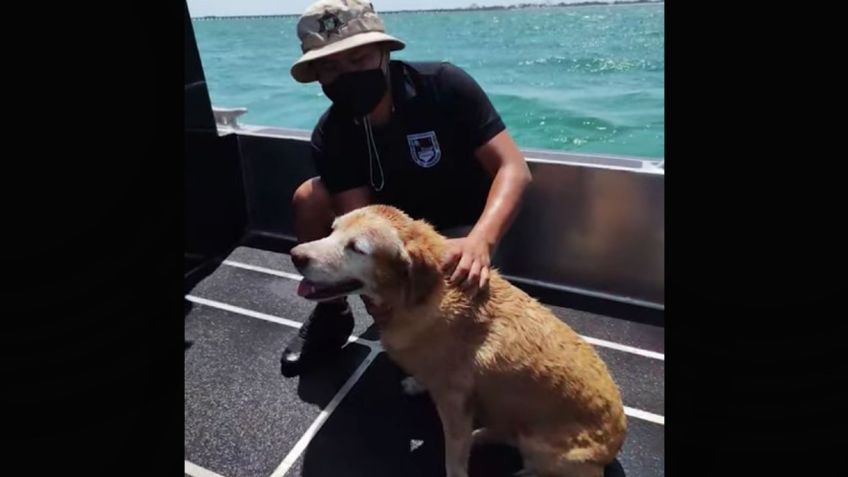 Perrita es rescatada por bomberos de Yucatán; estaba flotando a 300 metros de la costa