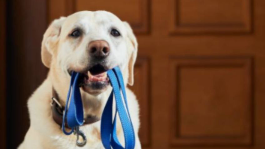 Crisis llega a mascotas; hay escacez de alimentos