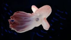 Hallan en la PROFUNDIDAD del mar al 'Pulpo Dumbo', una nueva y rara especie: FOTOS