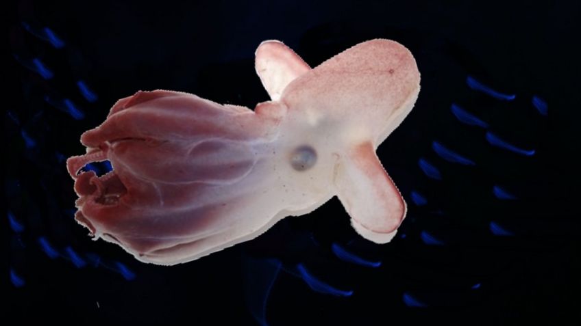 Hallan en la PROFUNDIDAD del mar al 'Pulpo Dumbo', una nueva y rara especie: FOTOS