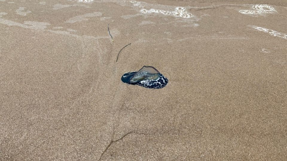 La imagen que ha generado tal revuelo en las redes sociales muestra a un grupo de extraños seres, pocas veces vistos, desplazarse por la costa de una playa, la cual no fue especificada. FOTO: ESPECIAL