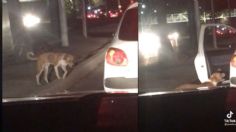 Video Viral: Abre la puerta de su carro para rescatar a perrito en plena vía rápida; lo mejor que verás hoy