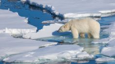 ¿En riesgo la vida en la Tierra? Calentamiento global desplaza los polos sur y norte