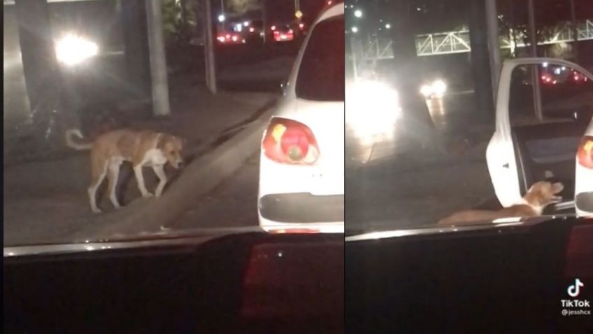 Video Viral: Abre la puerta de su carro para rescatar a perrito en plena vía rápida; lo mejor que verás hoy