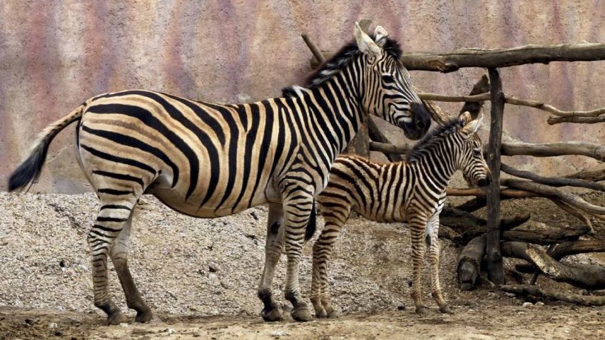 Karo, la cebra del Zoológico de Chapultepec, tiene problemas de parto; veterinarios buscan salvar a la cría