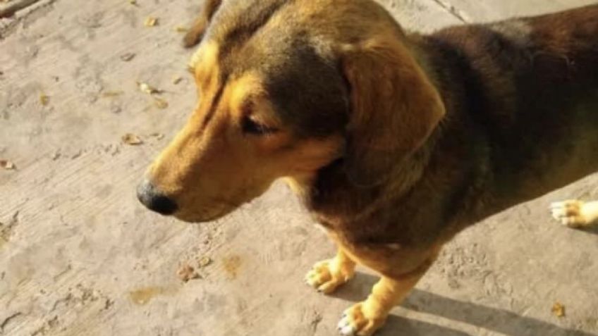 Procesar a asesino del perro 'Rodolfo Corazón' serviría para frenar la violencia animal y social