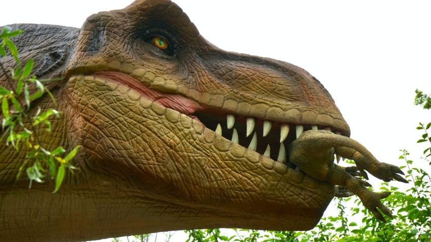 Revelan misterio sobre la mandíbula del T Rex; aquí los detalles