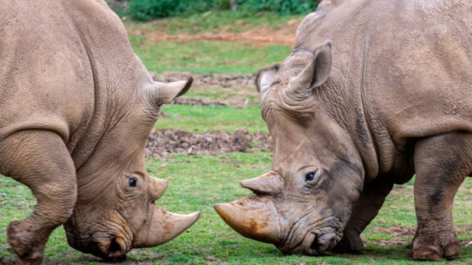 Najin y Fatu, son los dos últimos ejemplares de rinoceronte blanco del norte que quedan en el mundo.