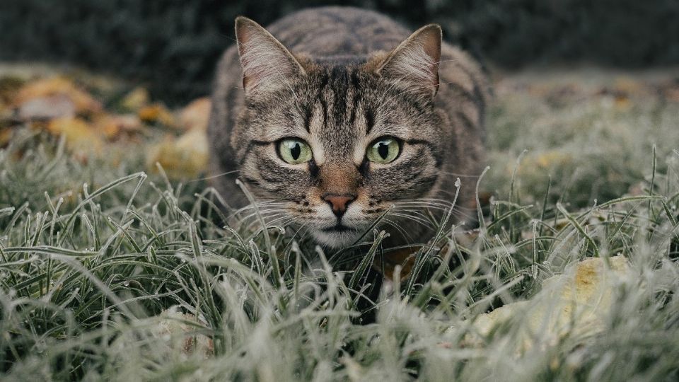 El Gato Fest lleva como objetivo ayudar a encontrar un hogar a los felinos que se encuentran en situación de calle. Foto: Archivo