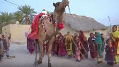 VIDEO VIRAL: Roshan, el camello que lleva libros gratis a los niños en el desierto de Pakistán