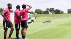 VIDEO VIRAL: cocodrilo quiere "jugar" FÚTBOL e invade un entrenamiento, ahora es la ESTRELLA del equipo