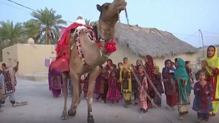 VIDEO VIRAL: Roshan, el camello que lleva libros gratis a los niños en el desierto de Pakistán