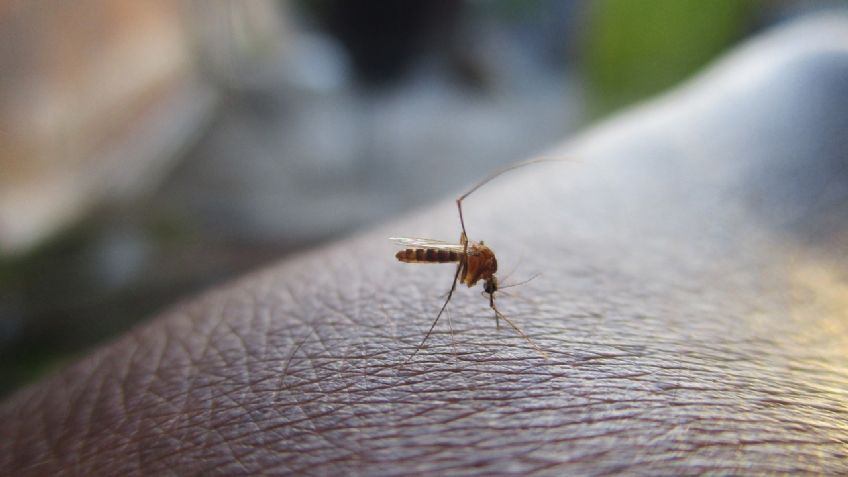 Mosquitos acabarán con el dengue y el zika; crean un ejército modificado genéticamente para ese fin