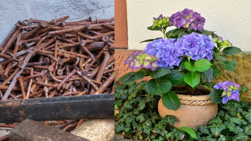 ¡No los tires! Los clavos oxidados son buenos para las plantas y esta es la razón