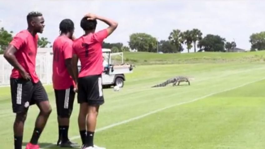 VIDEO VIRAL: cocodrilo quiere "jugar" FÚTBOL e invade un entrenamiento, ahora es la ESTRELLA del equipo