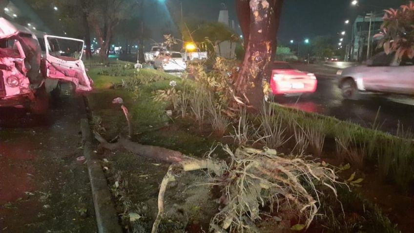 Caen 8 árboles, 5 ramas, 3 techumbres por lluvias en CDMX