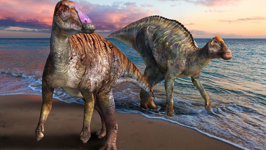 Descubren nueva especie de dinosaurio 'pico de pato'; estaba más evolucionado que sus pares