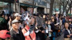 Desafío visual nivel Dios: Encuentra al gato entre la gente