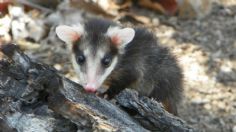 ¿Qué tipo de especies de flora y fauna se ven afectados con el incendio del Bosque de la Primavera en Jalisco?