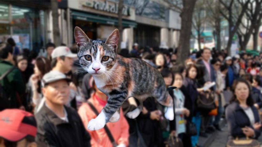 Desafío visual nivel Dios: Encuentra al gato entre la gente