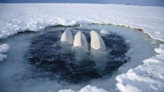 VIDEO VIRAL: Ballenas quedan atrapadas en jaula de hielo; piden ayuda para rescatarlas