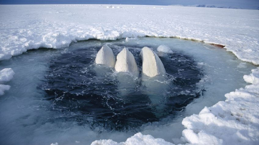 VIDEO VIRAL: Ballenas quedan atrapadas en jaula de hielo; piden ayuda para rescatarlas