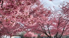 Cerezos de Japón adelantan su florecimiento de forma preocupante y esta es la causa