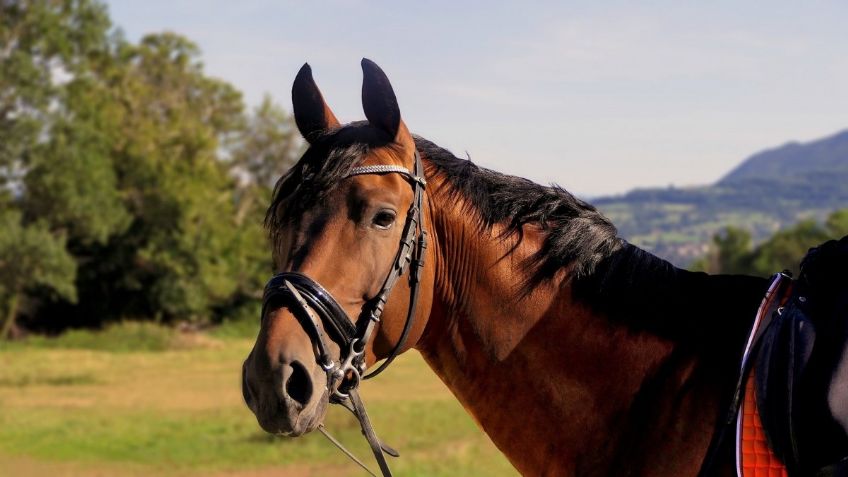 Muere caballo con rabia en Estados Unidos; ¿podría generar nueva pandemia?