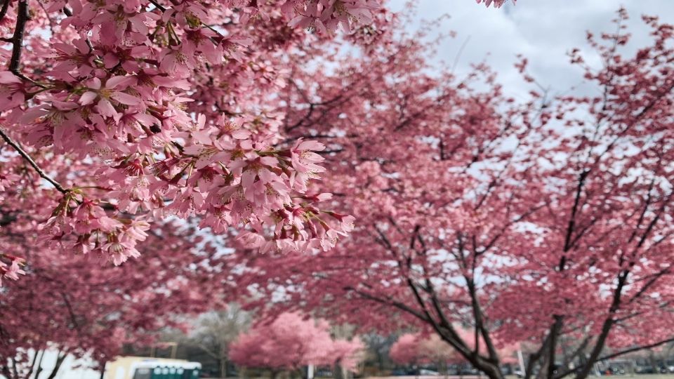 El árbol del cerezo o sakura es representativo de Japón. Foto: @jordvnly