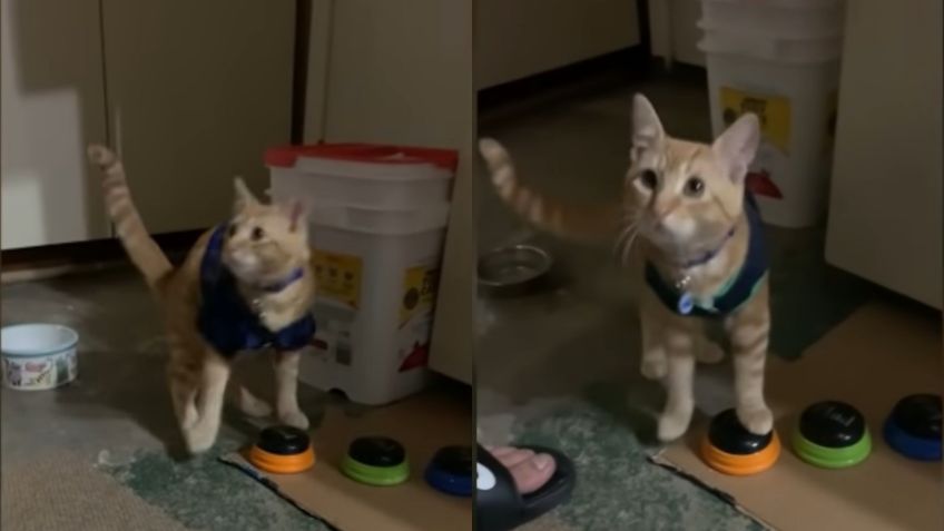 VIDEO VIRAL: ¿El gato del diablo? Le enseñan a hablar a su gato pero el felino solo dice groserías