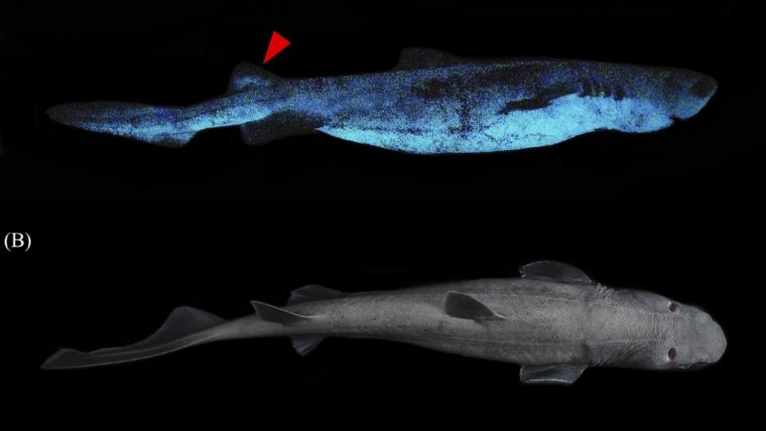 Descubren en Nueva Zelanda especies de tiburones capaces de brillar en la oscuridad