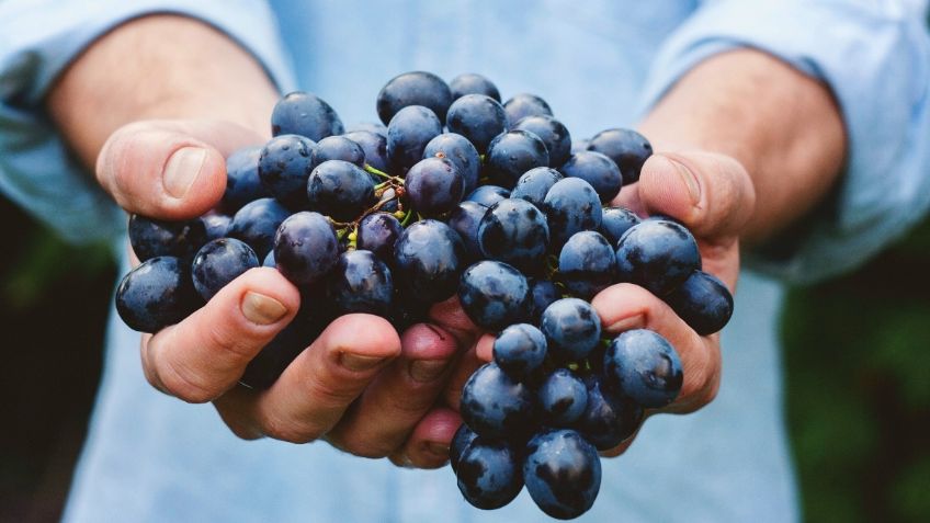 ¿Cuándo será el Festival de las Conchas y el Vino Nuevo en Baja California?