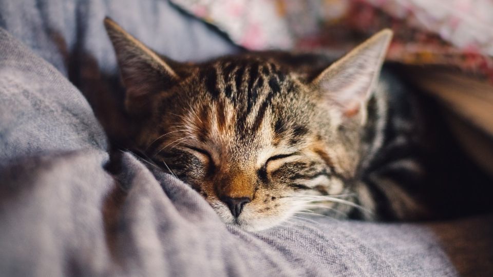 Los gatos duermen entre 15 y 20 horas al día, sin embargo, pero cuando son hogareños prefieren dormir durante las noches con su humano favorito. Foto: Pixabay