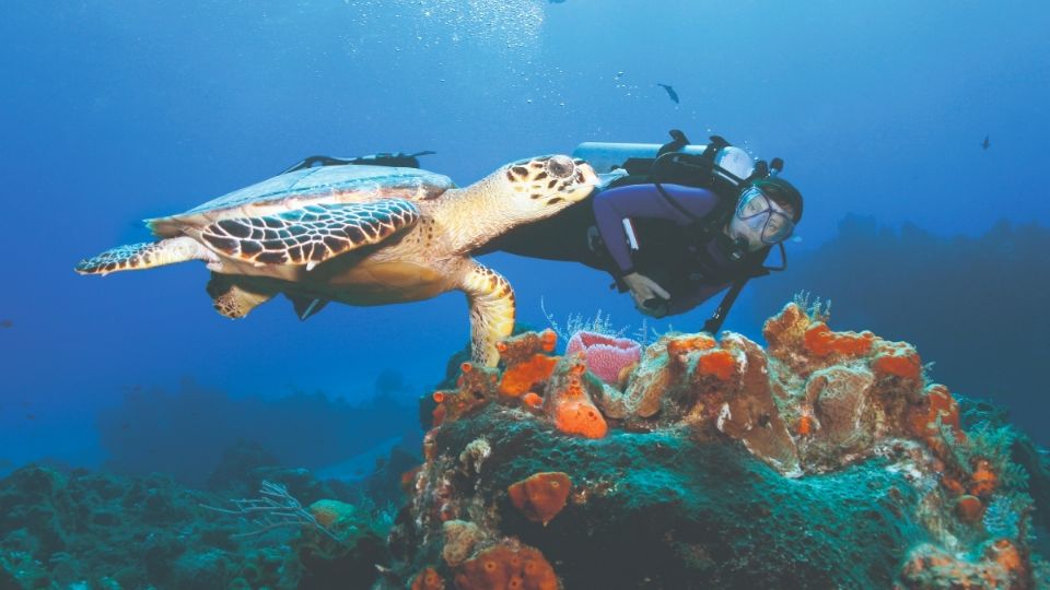 Cozumel, Quintana Roo, una de las islas de México que son testimonio de la diversidad de flora y fauna