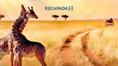 Escapada H: Safaris, esplendor animal