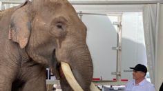 ¿Quién es Big Boy, el elefante rescatado por Arturo Islas que viajará de Guadalajara a Culiacán?