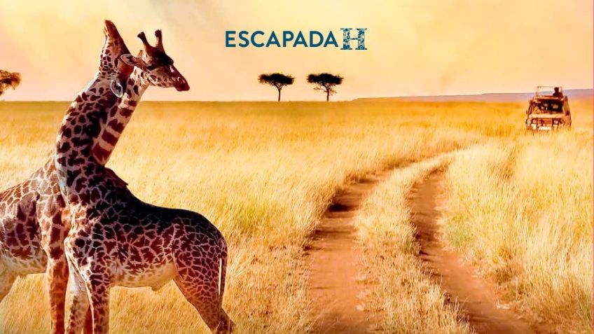 Escapada H: Safaris, esplendor animal