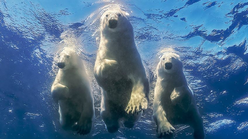 IMPRESIONANTES FOTOS: El primer hombre en fotografiar a un oso polar y más vida salvaje sin jaulas