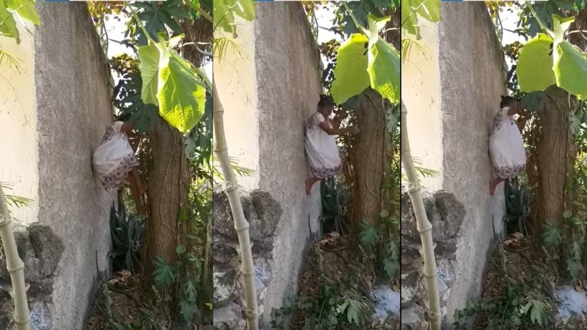 ¡Viejos los cerros! Abuelita trepa árbol para cortar fruta a sus 88 años: VIDEO