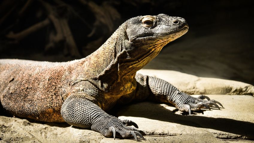 ¡Se metió otro pejelagarto! Reptil sube los stands de una tienda | VIDEO