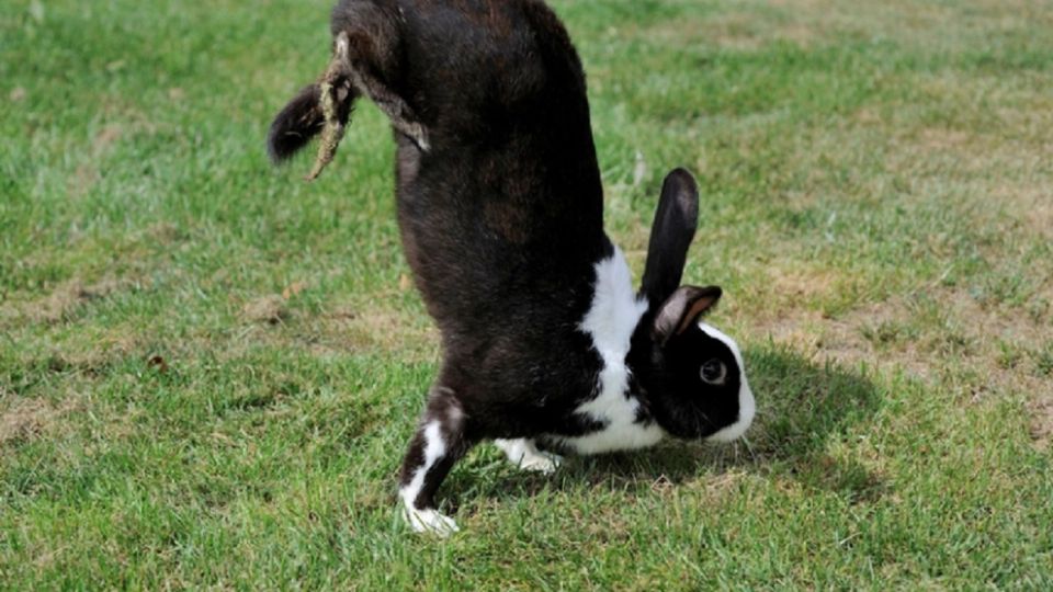 Una especie de conejos no puede saltar y camina sobre sus patas delanteras