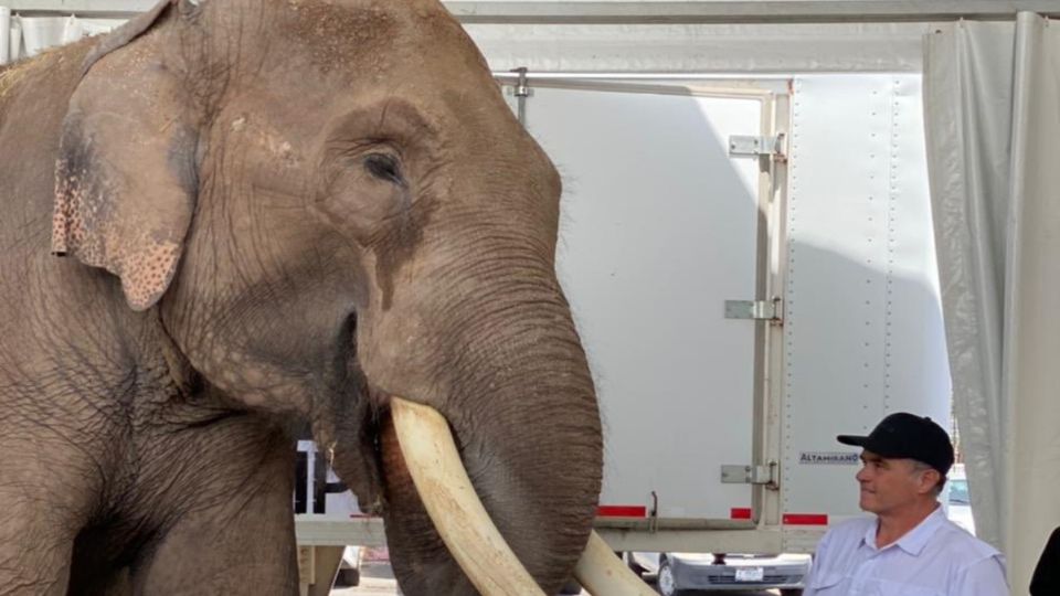 El elefante permaneció enjaulado por un largo tiempo debido al cierre de circos, pero este miércoles ha sido rescatado / Foto: @azcarmx/Twitter