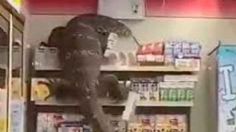 VIDEO VIRAL: Lagarto gigante acude a tienda de conveniencia