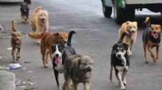 Morena propone garantizar derechos de los animales en la Constitución