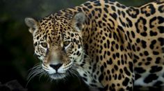 El jaguar podría dejar de existir en México, las 3 acciones claves que deben seguirse para evitarlo