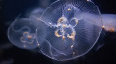 ¡Alerta! Aumenta CONTAMINACIÓN en el océano; medusa muestra plástico en su interior | FOTO