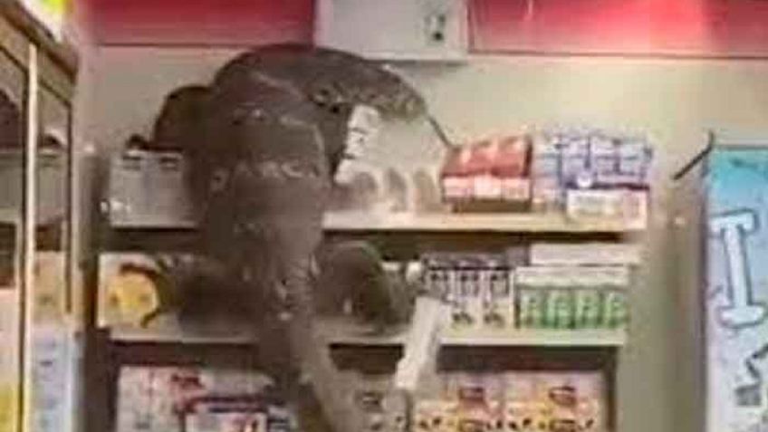 VIDEO VIRAL: Lagarto gigante acude a tienda de conveniencia