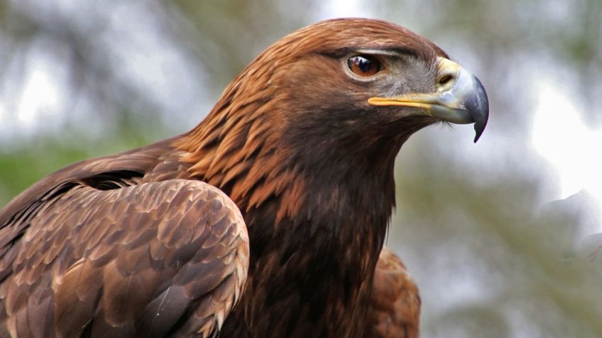 Conoce Monte Escobedo, el hogar del águila real en Zacatecas